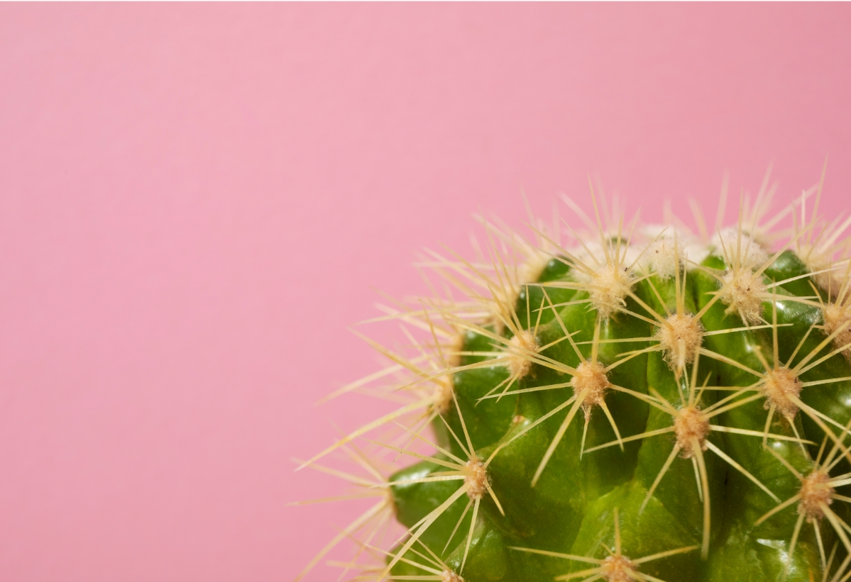 Источник фото: https://www.freepik.com/free-photo/still-life-with-cactus-plant_44590364