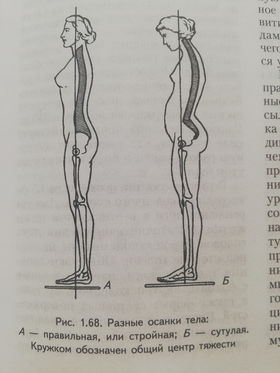 Из учебника "Анатомия человека" 