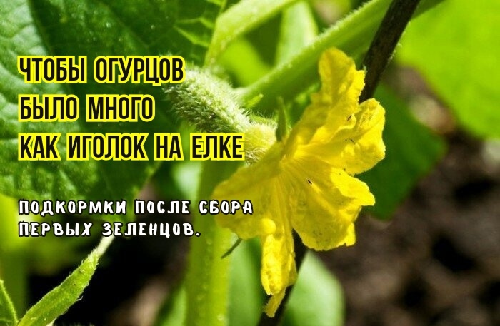Вот и сняли первый огурец - нужно подкормить. 2 подкормки, чтобы от следующих огурцов отбоя не было: агрономы советуют