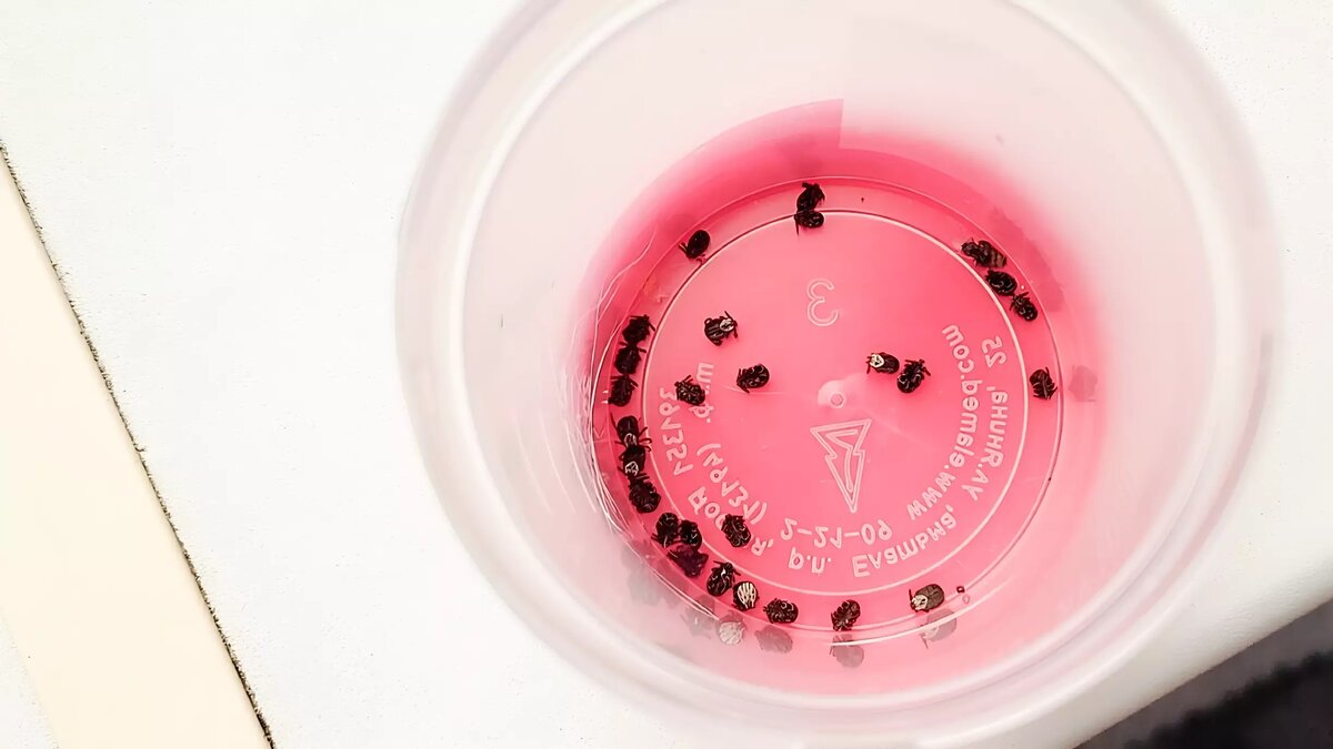     Источник: 1MI