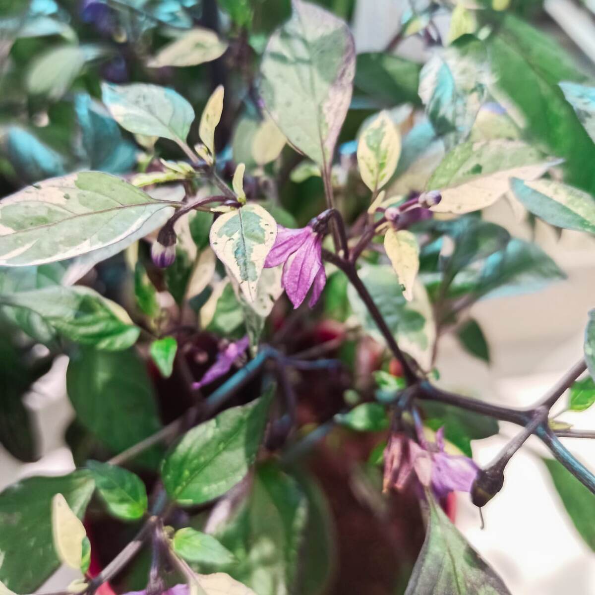 Перец декоративный Филиус Блю