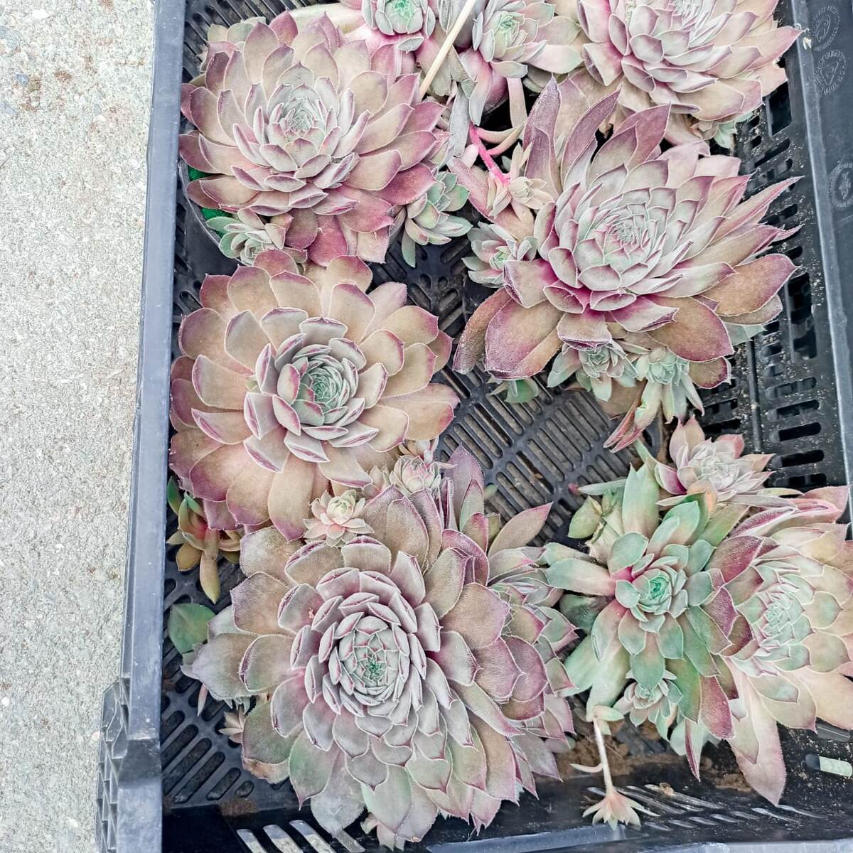 Каменная коза или Молодило