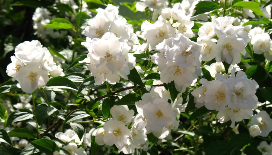 Чубушник, или жасмин: как посадить, размножить и вырастить в саду