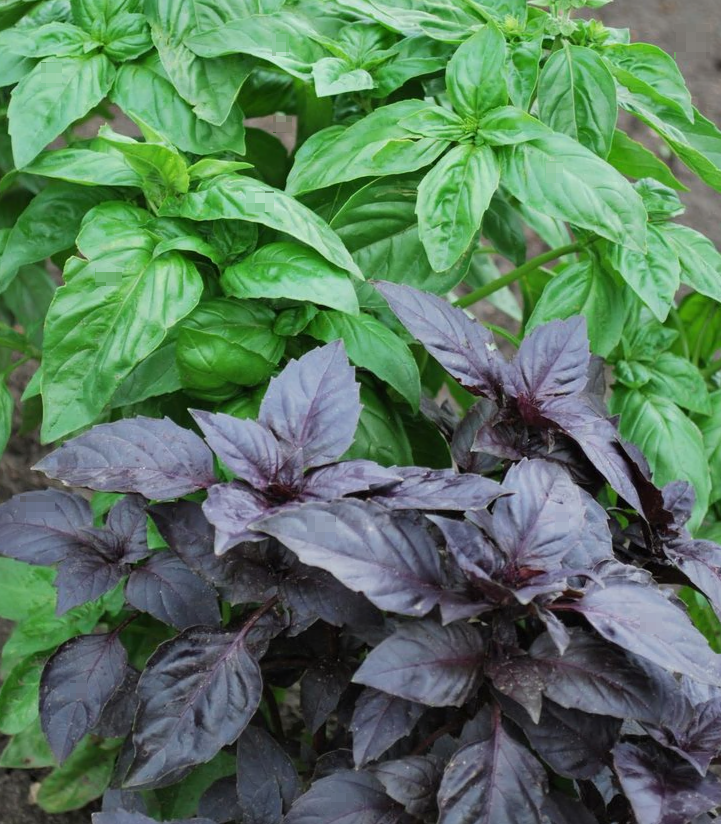 Базилик бывает зеленый и фиолетовый