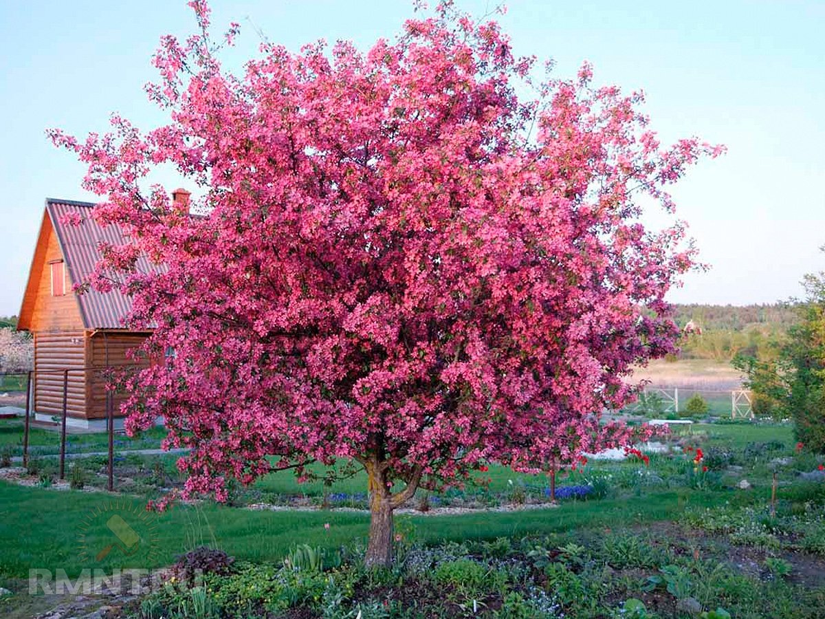   Фото flowerstrees.ru