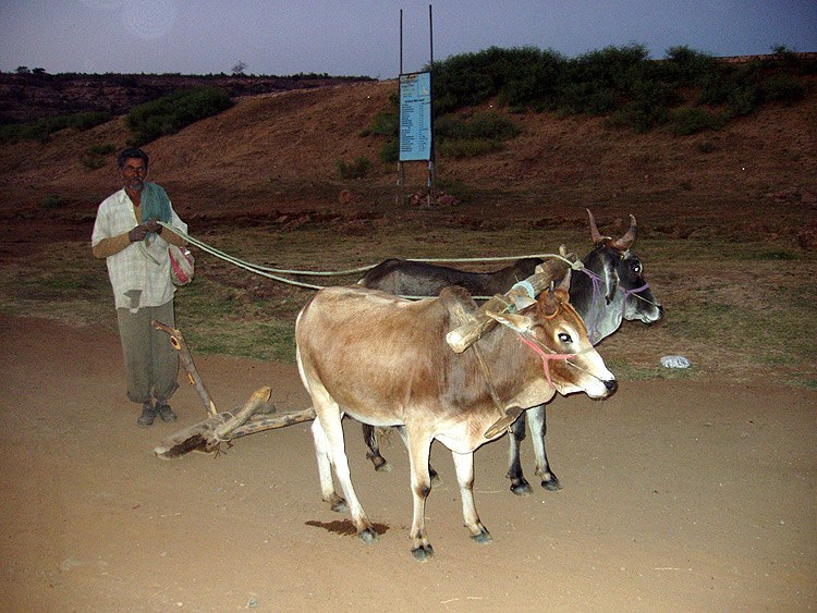 Индоарии до сих пор пользуются деревянными плугами из прочных пород древесины.