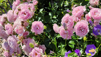 Розы в моём Подмосковном саду (27.06)🤗🌹🌹🌹.