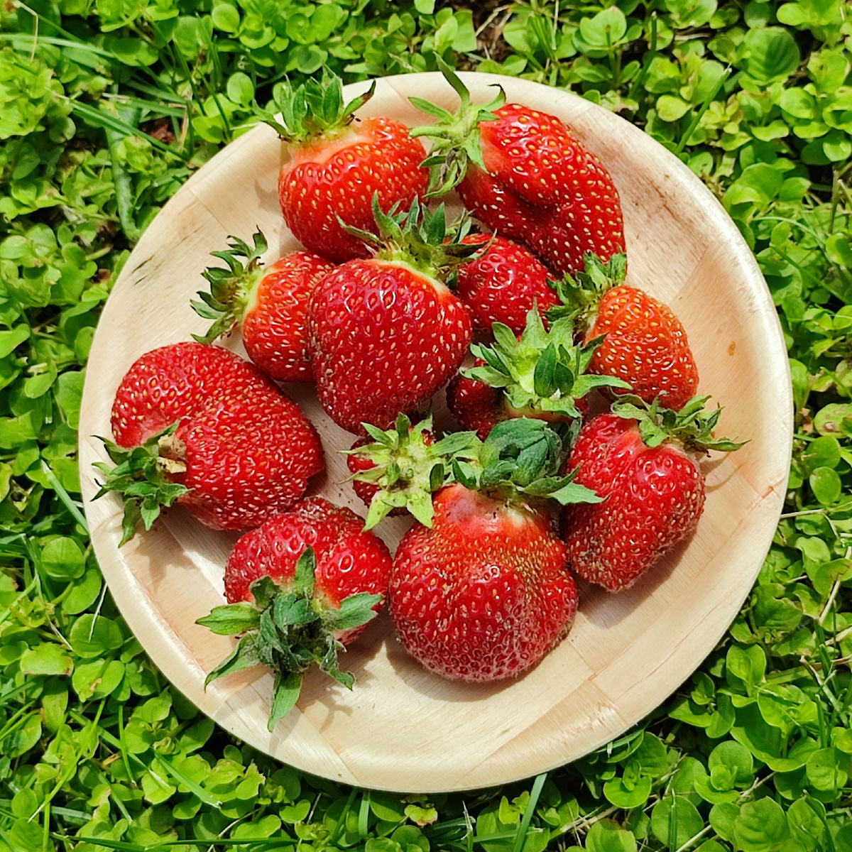 Первые, самые вкусные! 26 июня