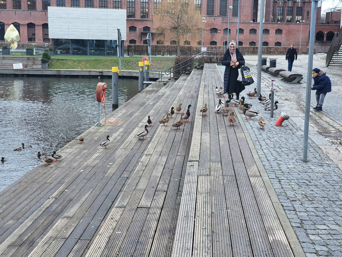 Ути-пути-уточки... атакуют! 