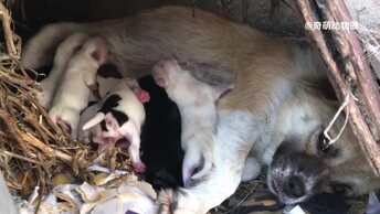 В помете бродячих собак родилось 8 щенков, и они были так голодны, что несколько дней ничего не ели и не пили. К счастью, финал был трогат.