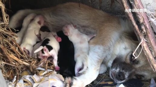 В помете бродячих собак родилось 8 щенков, и они были так голодны, что несколько дней ничего не ели и не пили. К счастью, финал был трогат.