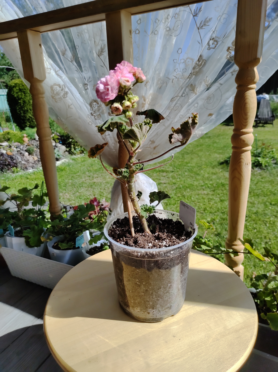 Купидон 28.06.2024