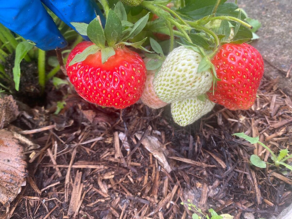 Сегодня собираю урожай и довольна сладким вкусом