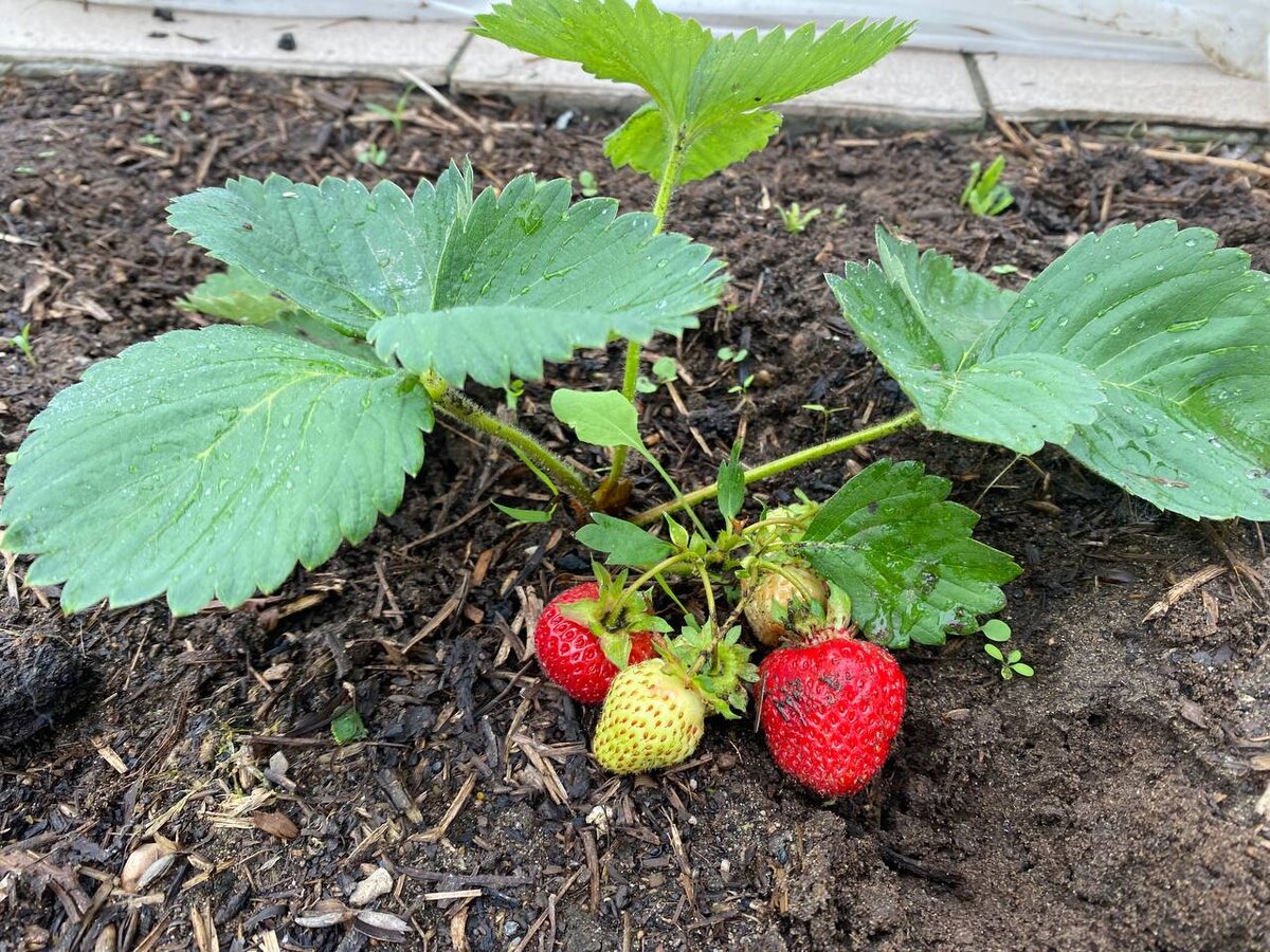Убираем сорняки во время, чтоб ягода набирала все питательные элементы из грунта