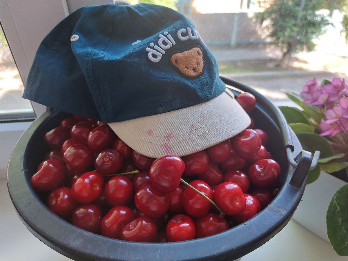 Сезон вишни закрывали