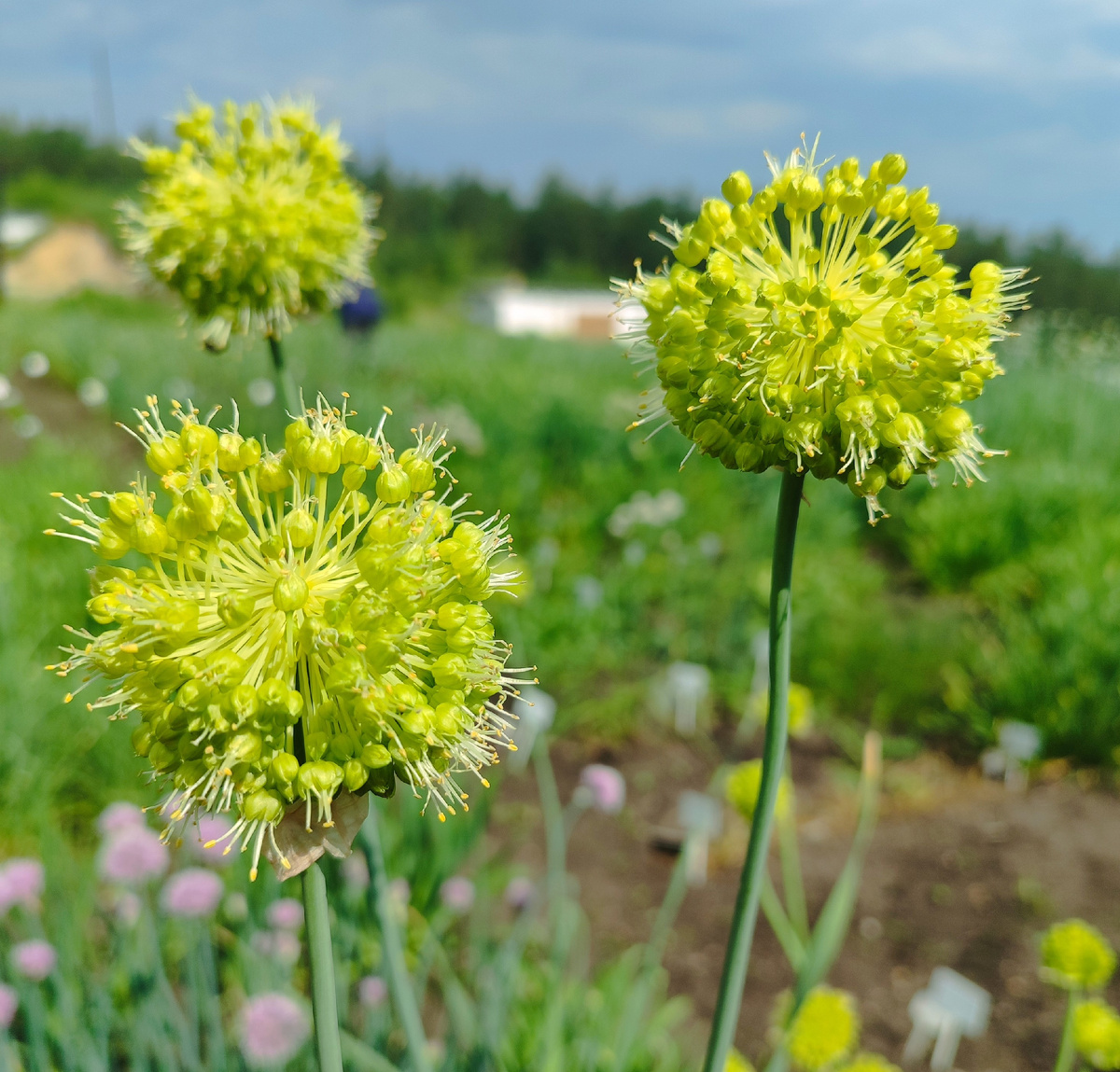 Лук косой на эксперементальных полях компании ООО "Гетерозисная селекция"