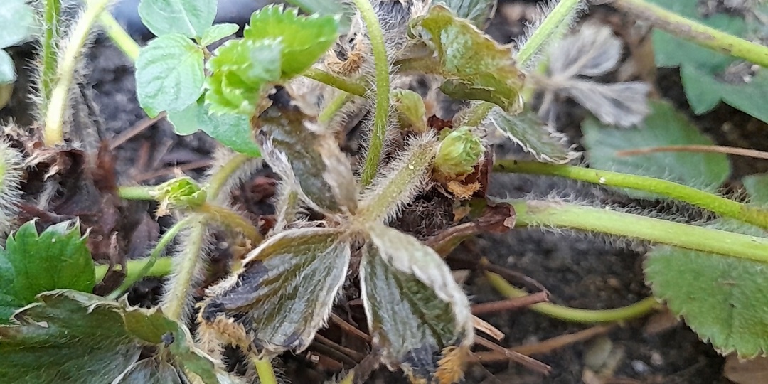 Нематода на клубнике: Как обезопасить грядку от заражения клубники нематодой Методы борьбы