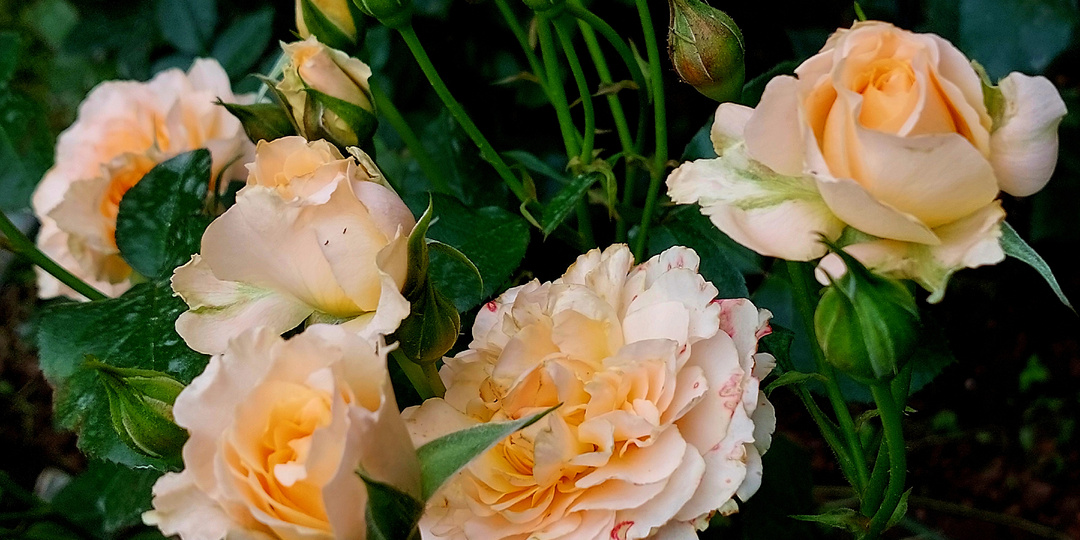 Имя розы. Угадайка. Часть 4