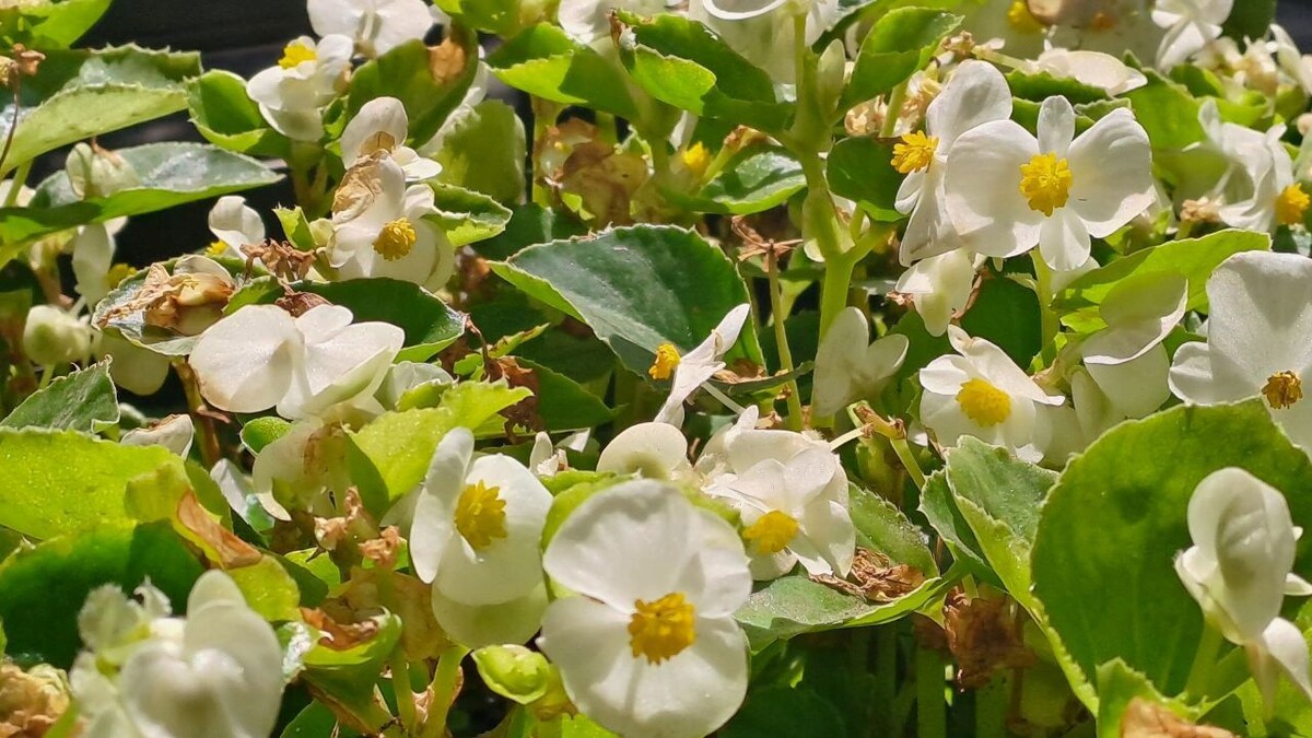    В Курске ведутся работы по озеленению сквера на Краснознамённой