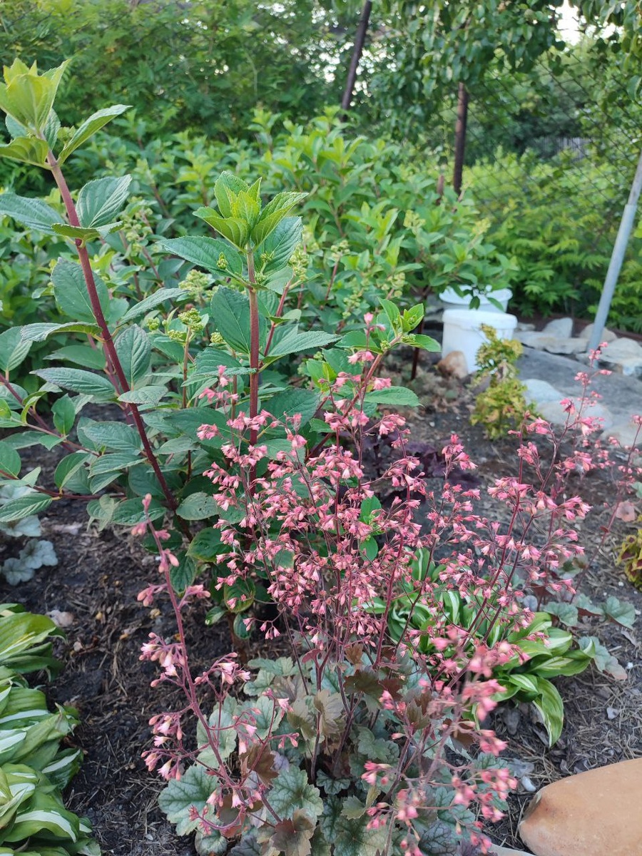 Фото автора. Пока это выглядит так, но скоро поднимутся шапки гортензии вторым ярусом. Будет вообще блеск⭐✨