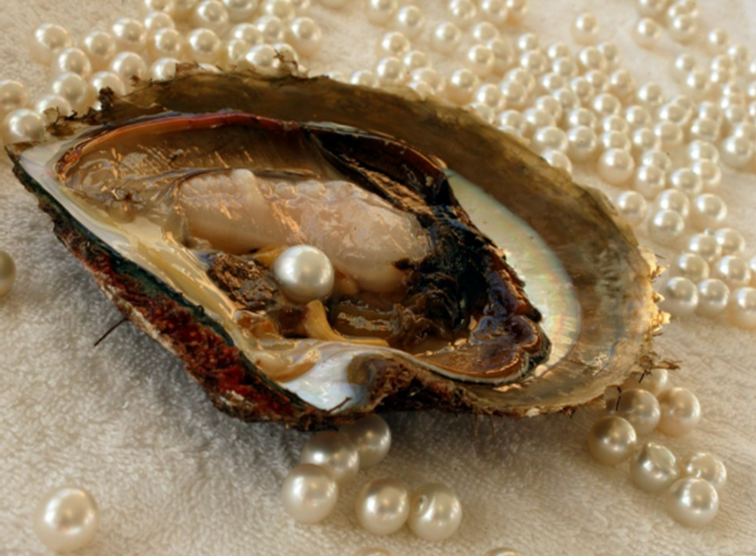 Раковина с жемчужиной