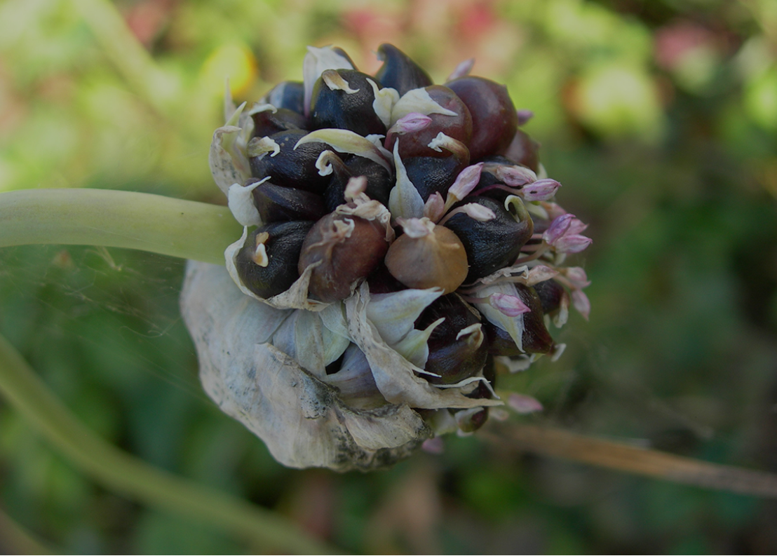 Воздушные луковички чеснока