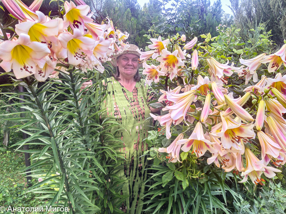 Лена среди гигантских лилий. Старый Крым, июль 2023 г.