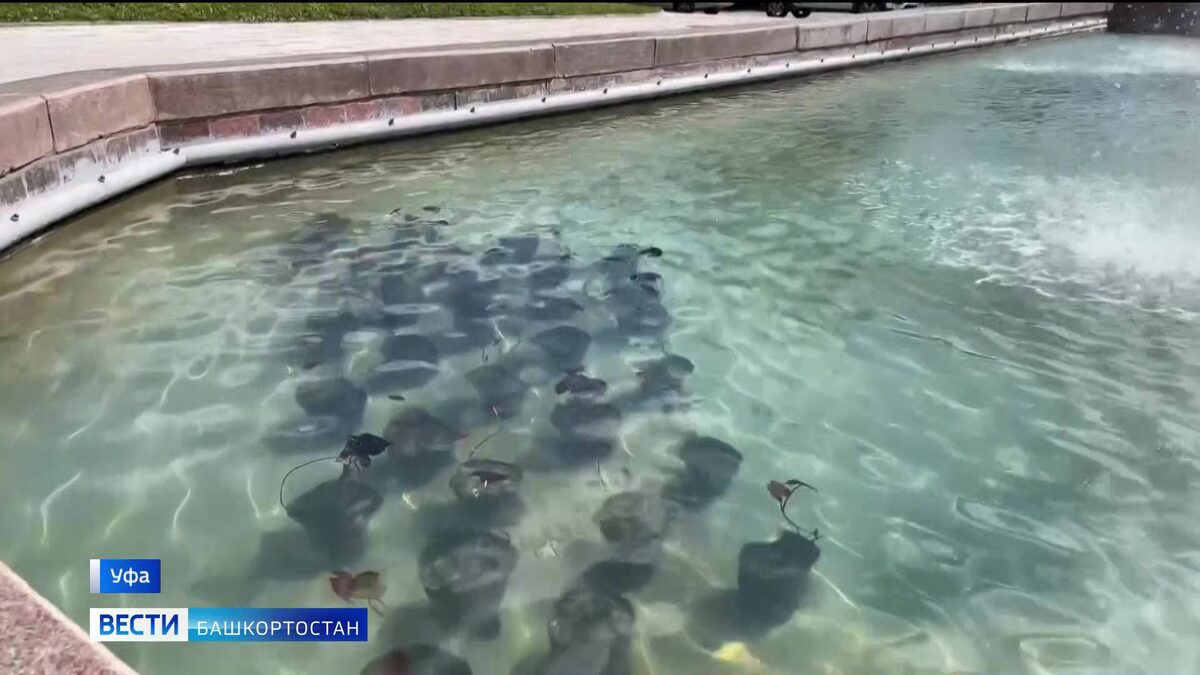    Кувшинки в центре города: к юбилею Уфы появятся три цветочных сквера - сюжет "Вестей"