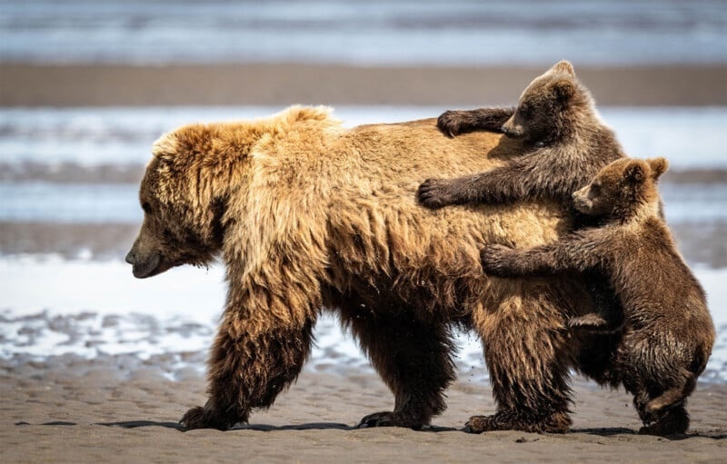 «Держись крепче» Александра Файна | Nikon Comedy Wildlife Awards