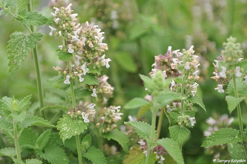 Котовник кошачий 'Citriodora'