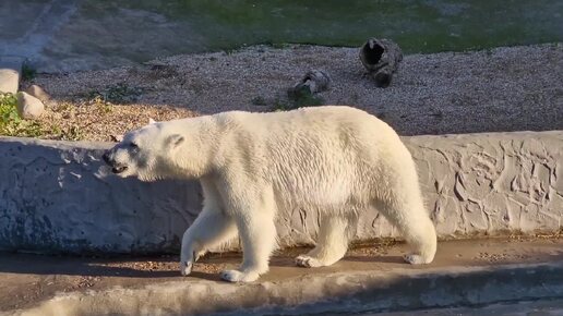 Белый мишка развлекается в Московском зоопарке!