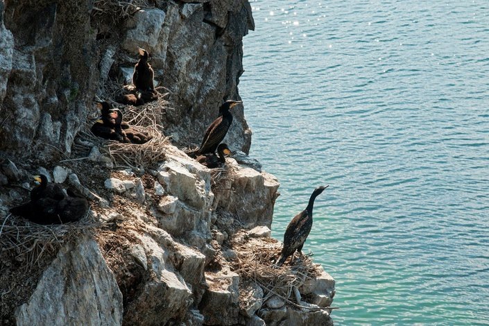    Бакланы. Фото: Андрей Таничев, ФГБУ «Заповедное Прибайкалье»