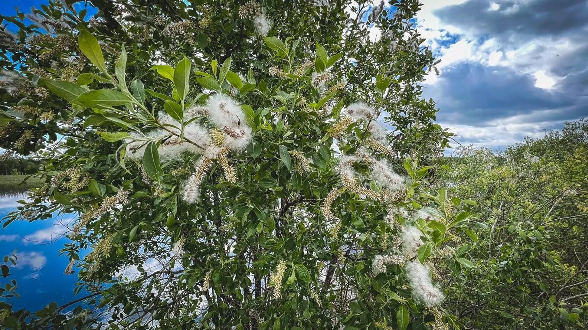     Источник: 1MI