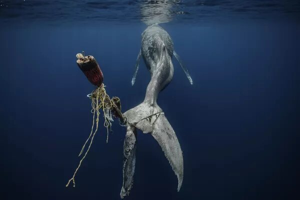© Photo : Alvaro Herrero Lopez-Bletran /2024 Environmental Photography Award