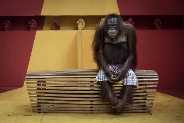 © Photo : Aaron Gekoski/2024 Environmental Photography Award