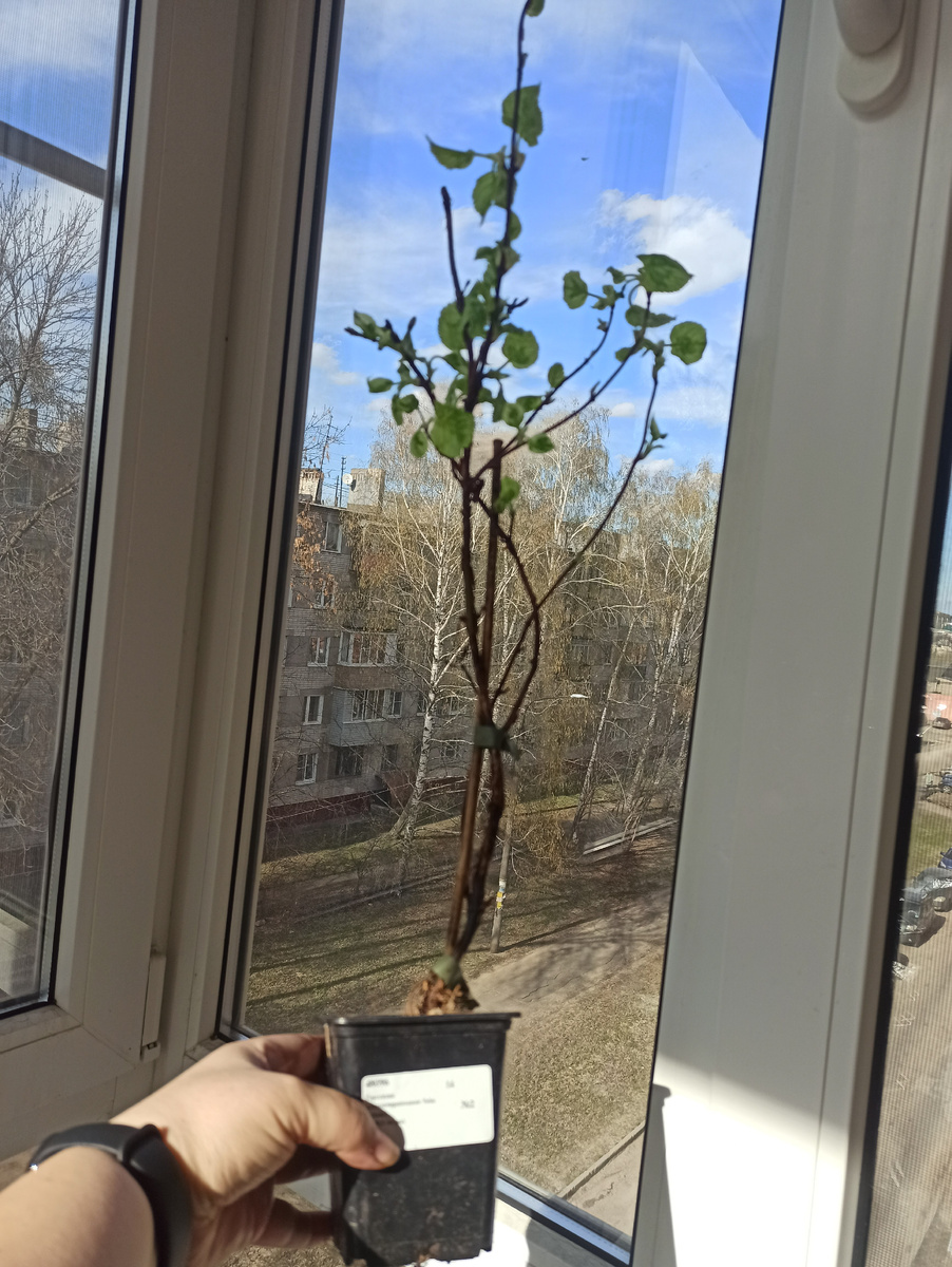 Такая приехала весной 