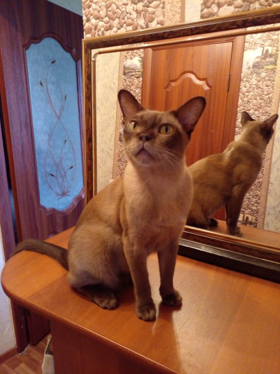 Соломон (из личной коллекции авторов). Публикуется с личного разрешения Соломона.