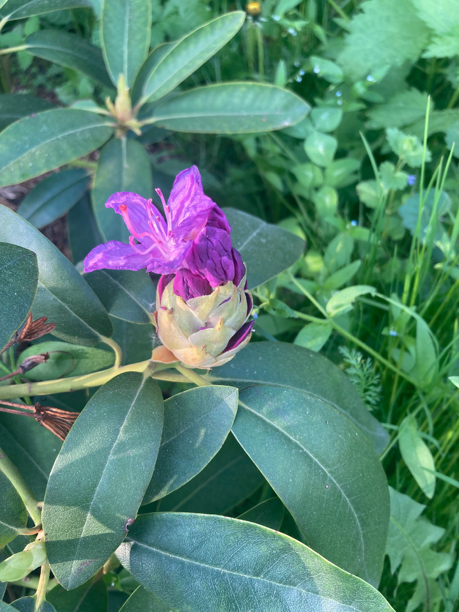 30 мая, вечер в моем саду