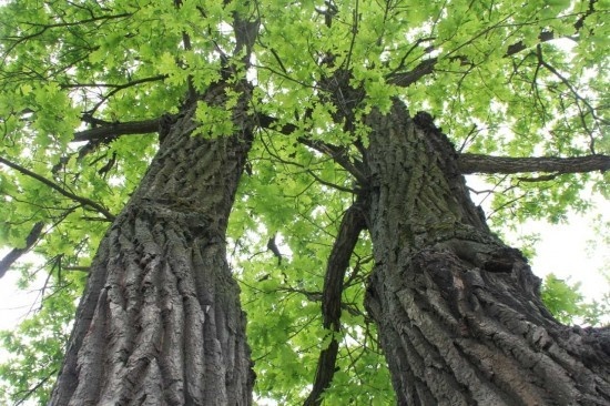    Фото: Кирилл Искольдский