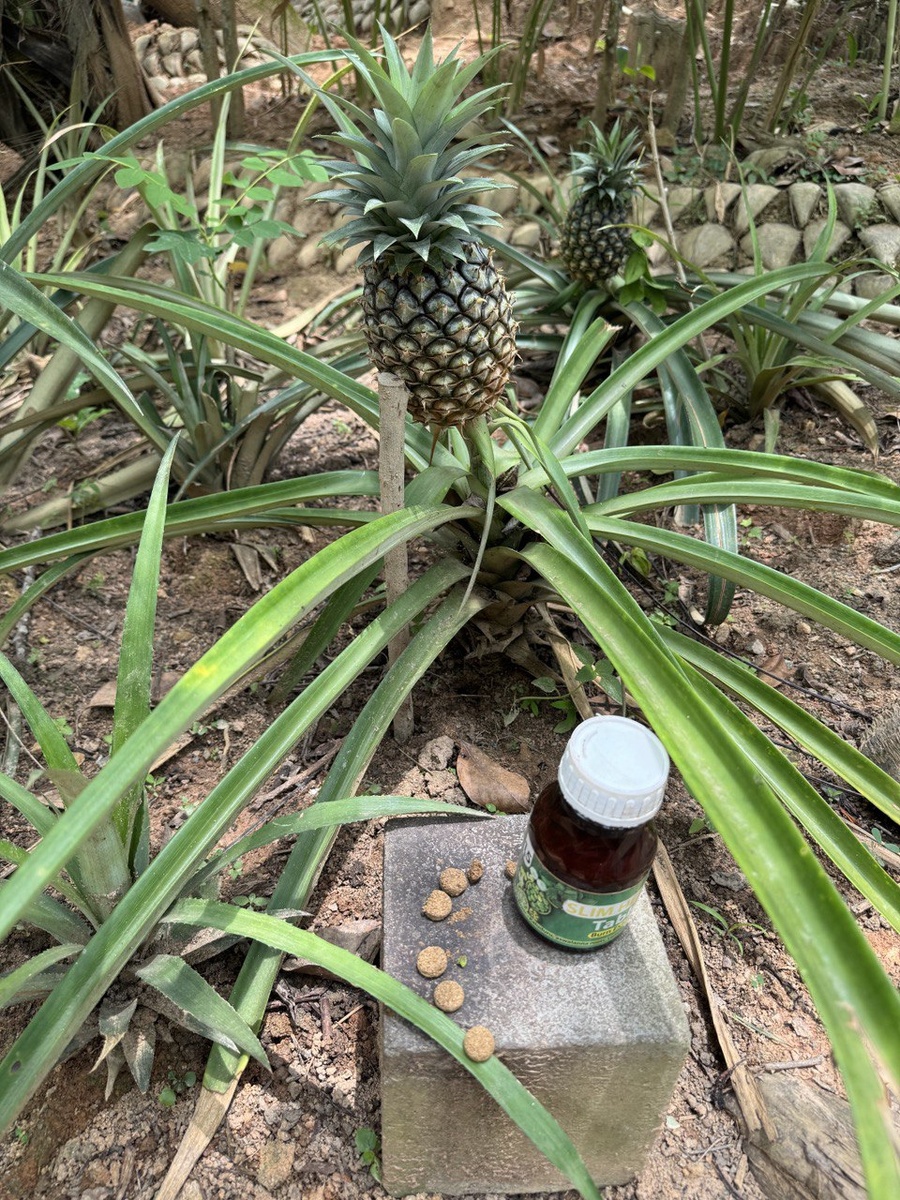 Красный ананас не едт - очень кислый за счет высокого содердания бромалина - используют только для лечения целлюлита в кремах, и в таблетках для похудения.