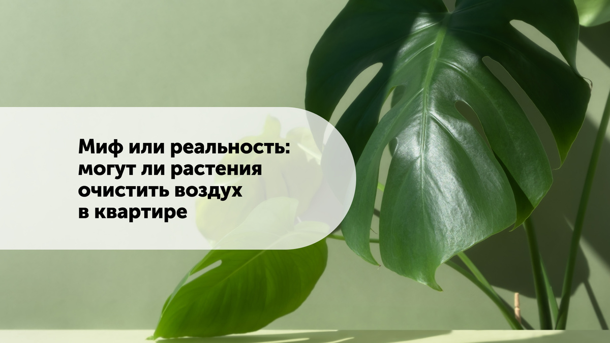 Ни для кого не секрет, что несколько красивых комнатных растений могут преобразить интерьер дома. Они мгновенно украсят пространство и придадут комнате уютный вид.