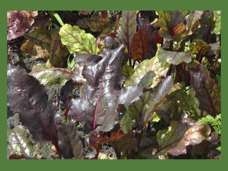 Покраснели листья у свеклы - это скорее всего повышенная кислотность почвы