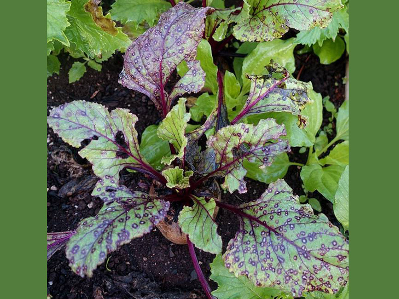 Церкоспороз свёклы - грибное заболевание 