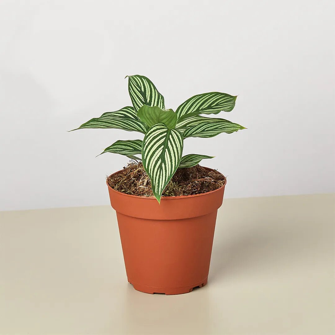   Растение Калатея Виттата от AzaliaNow