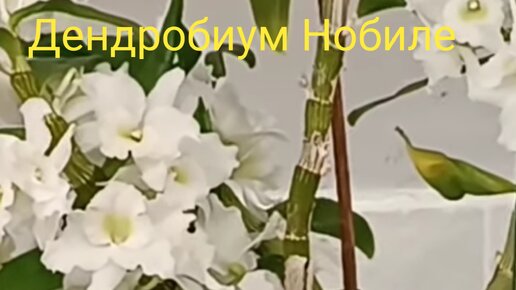 Как отделить и посадить детку Дендробиум Нобиле🌿