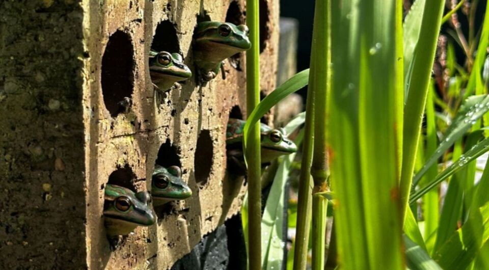   Anthony Waddle / CC BY-NC-ND