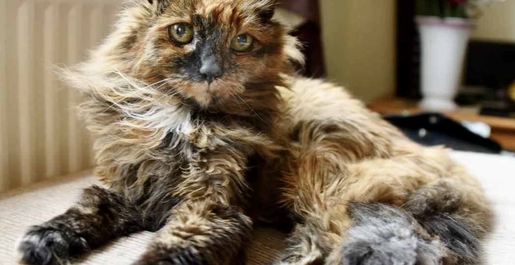 Кошка стареет. Что с ней происходит?
