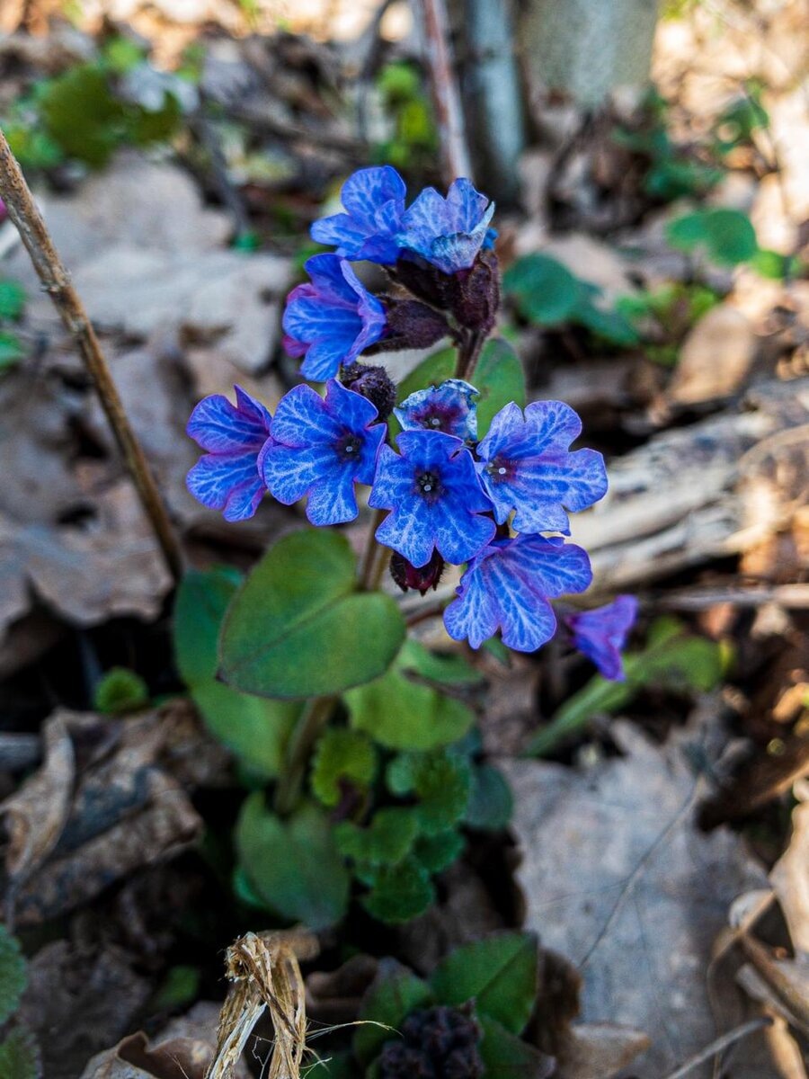 Медуница синяя