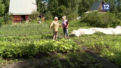 Дачные советы: смеси для полива