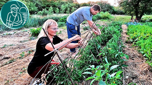 🍅 ПОДВЯЗКА помидор и ПАСЫНКОВАНИЕ томатов 🌱 В открытом грунте в жарком климате